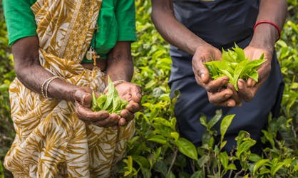 Excursão de meio dia às plantações de chá Hanthana em Kandy